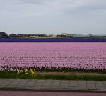 Цветочные поля Голландии