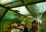 Морской аквариум "Батискаф"
