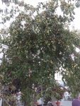 Зизифус, дерево с плодами