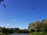 Чайки над прудом в парке