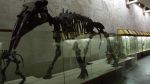 Один из огромных динозавров музея