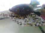 черепаха Тартилла отдыхает на своем бережке