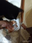 кот набрасывается на еду из Светофора