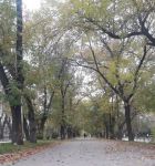 Улица Екатеринбурга во время листопада (Екатеринбург, Россия)