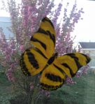 Бабочка-приманка на окне