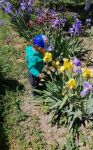 Ребёнок обнюхивает свою плантацию ирисов