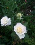 Белые цветы класса роза флорибунда