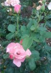 кустовая роза флорибунда