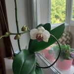 Бутоны на орхидее и первый распустившийся цветок