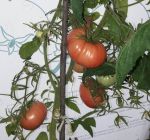 куст со спелыми томатами