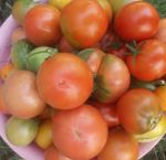 Спелые помидоры годятся на салат и разные закуски