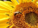пчела на подсолнухе - подтверждение экологической чистоты продукта