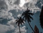 Пальмы на набережной Нячанга