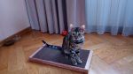 Когтеточка-лежанка для кошек "РАВ"