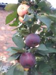 Вот такого цвета получаются яблоки (фото сделано 02.09.21г)