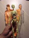 Скелет и внутренние органы