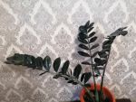 Комнатное растение Замиокулькас