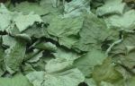 Сушеные листья черной смородины