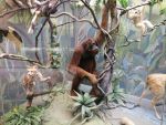 Дарвиновский музей. Орангутан.