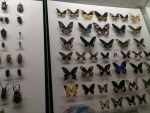Дарвиновский музей. Коллекция бабочек.