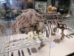 Дарвиновский музей. Скелет динозавра.