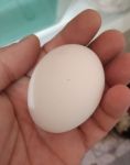 размер яйца