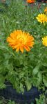 Календула - необходимый лекарственный цветок в саду и огороде