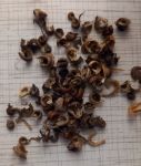 Так выглядят семена календулы, которые высаживать можно ранней весной и течении лета