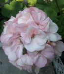 Нежно-розове соцветие