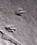 Следы динозавров в заповеднике Сатаплиа