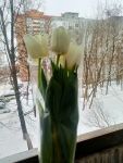 Мои белые тюльпаны.