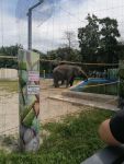 слон в зоопарке Ростова-на-Дону