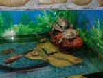 аквариум с черепахами