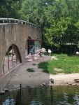 фламинго в зоопарке Ростова