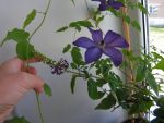 Клематис Веноза Виолацеа: цветение на подоконнике