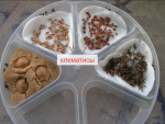 Закладка семян на стратификацию (крупные семена, неизвестные сорта)
