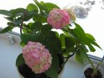 Гортензия крупнолистная: цветы приобретают розовую окраску