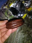 Choco Pie banana вид сбрку