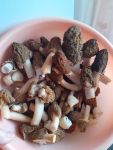 Сморчковая шапочка