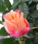 Цветок розы Кордана микс