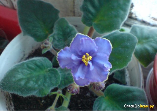 Цветок Узамбарская фиалка "Голубая лагуна"