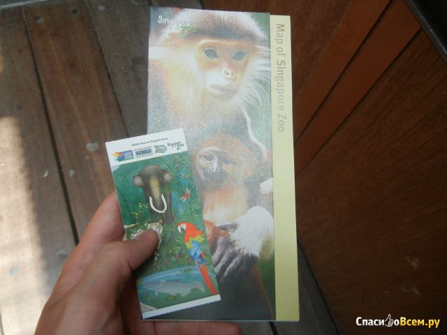 Зоопарк Singapore Zoo в Сингапуре