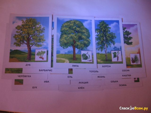 Обучающие карточки 170х220 "Деревья" Проф-Пресс