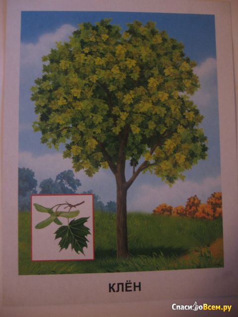 Обучающие карточки 170х220 "Деревья" Проф-Пресс
