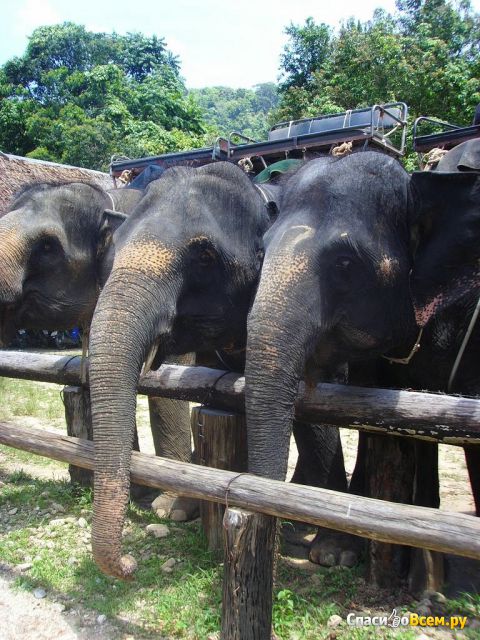 Экскурсия на слонах (Таиланд)
