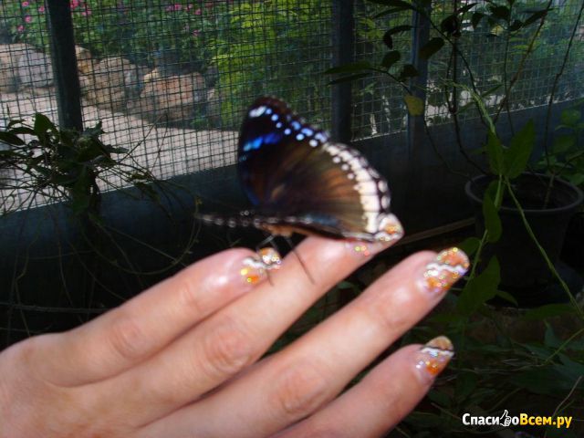 Парк бабочек (Таиланд, Пхукет)