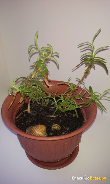 Комнатное растение Розмарин