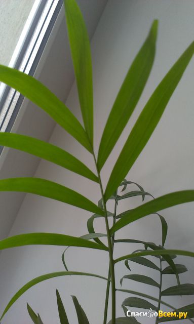 Комнатное растение Хамедорея