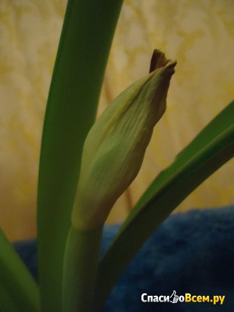 Комнатное растение Амариллис