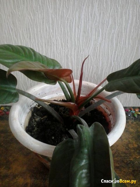 Растение Филодендрон